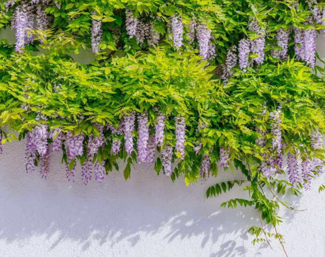 2 Live Wisteria Plants (Wisteria sinensis) – 12” Tall – 4” Pot – Flowering Vine