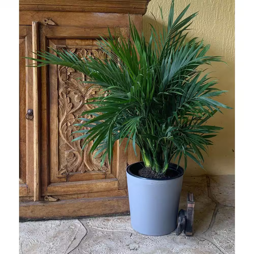 10 In. Cat Palm Plant in Deco Pot