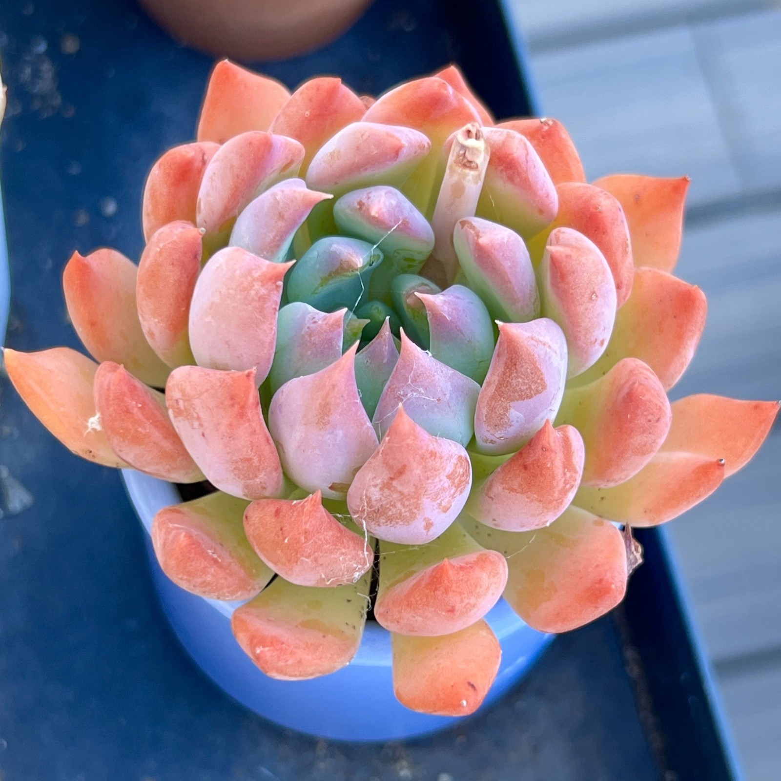 Rare Succulent Dark Elf Fully Rooted Healthy Live Easy Care Plant 2-3 Inches