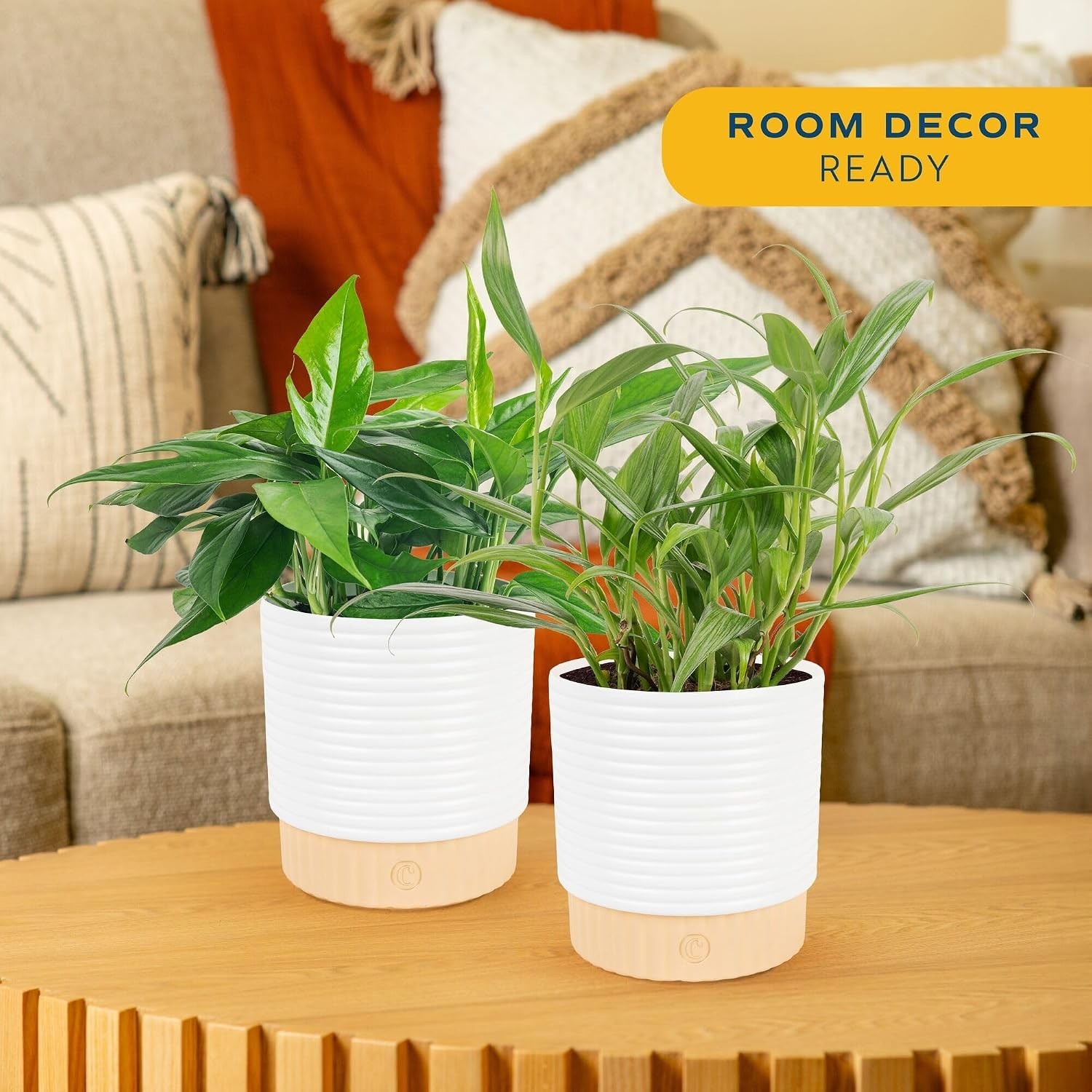 Live Pothos Plants in Decorative Pots Indoor Air Purifying Low Maintenance