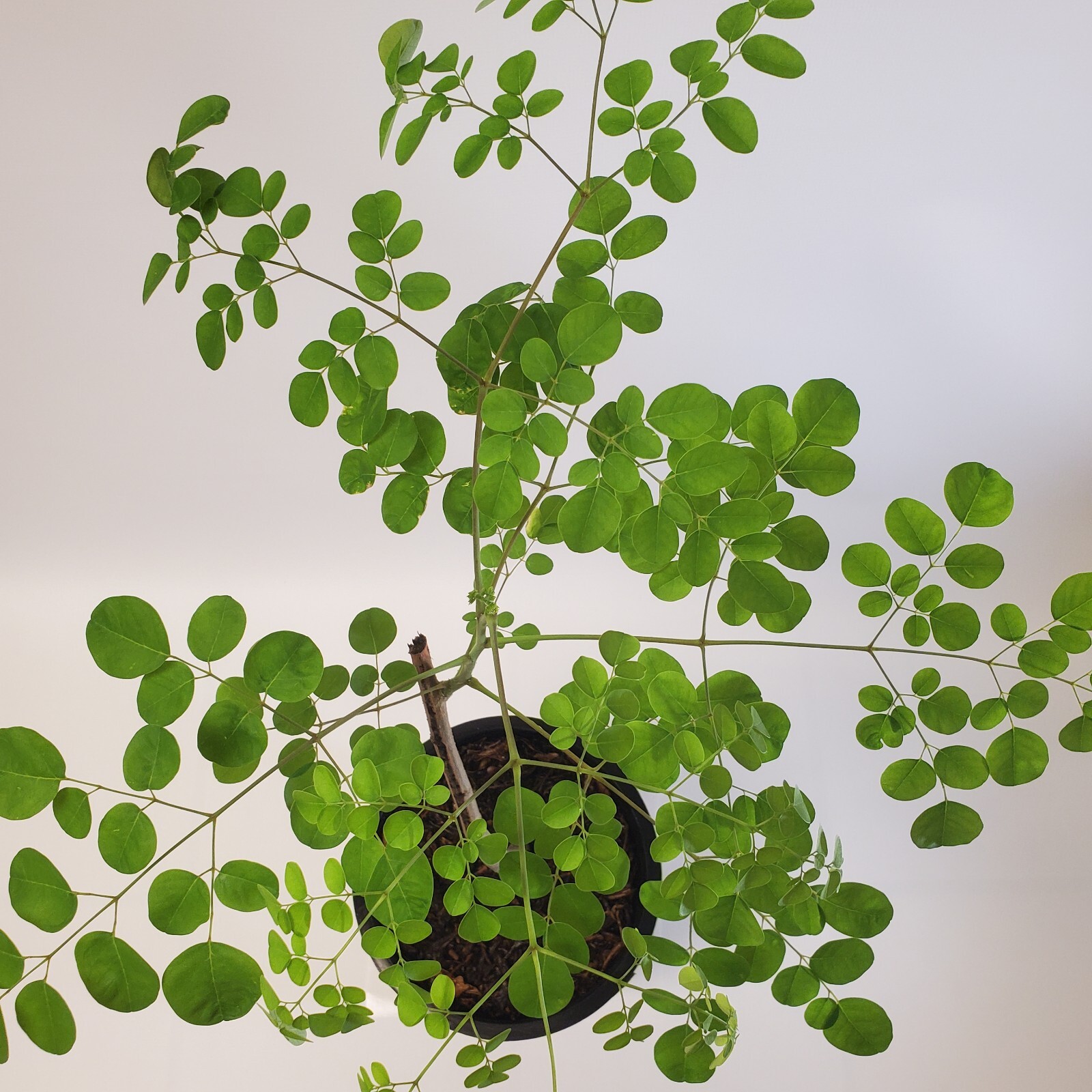 2-3ft Tall Moringa Oleifera Tree Save 6 Months of Grow Time AKA Miracle Tree