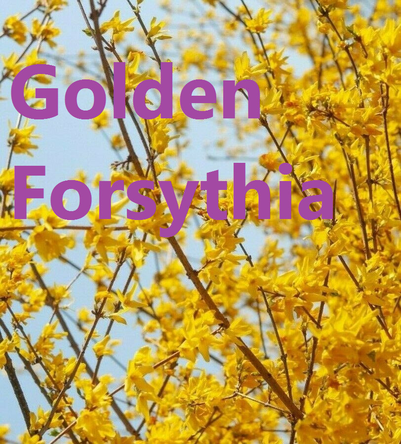 10+5 cuttings Golden Forsythia Gold, hardy bush, ornamental, privacy hedge