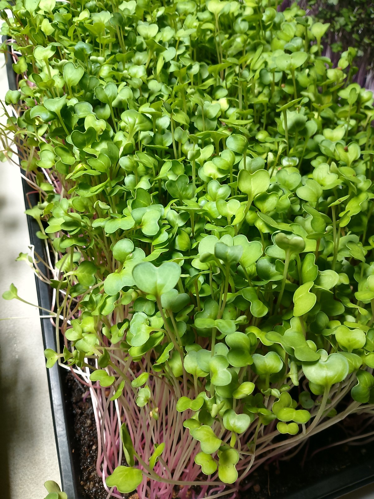 China Rose Radish microgreens seeds (conventional) 10 lbs.