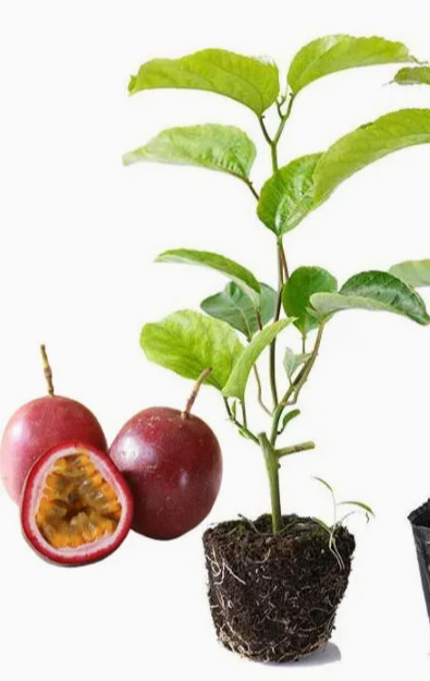 Red Rover Passionfruit Vine Passiflora Edulis Plant Sweet Passion Fruit 4-6″Tall
