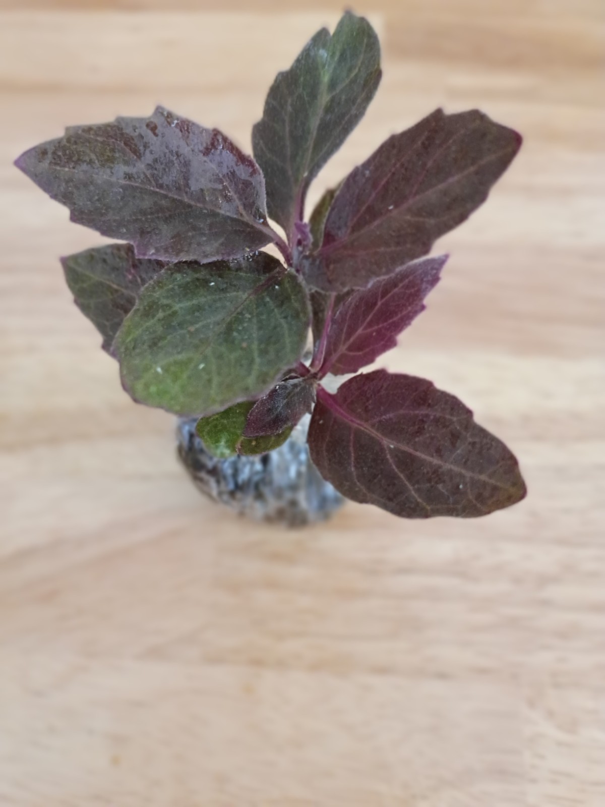 Okinawa Spinach Starter Plant – Edible Leafy Green, Heat-Tolerant, Easy to Grow