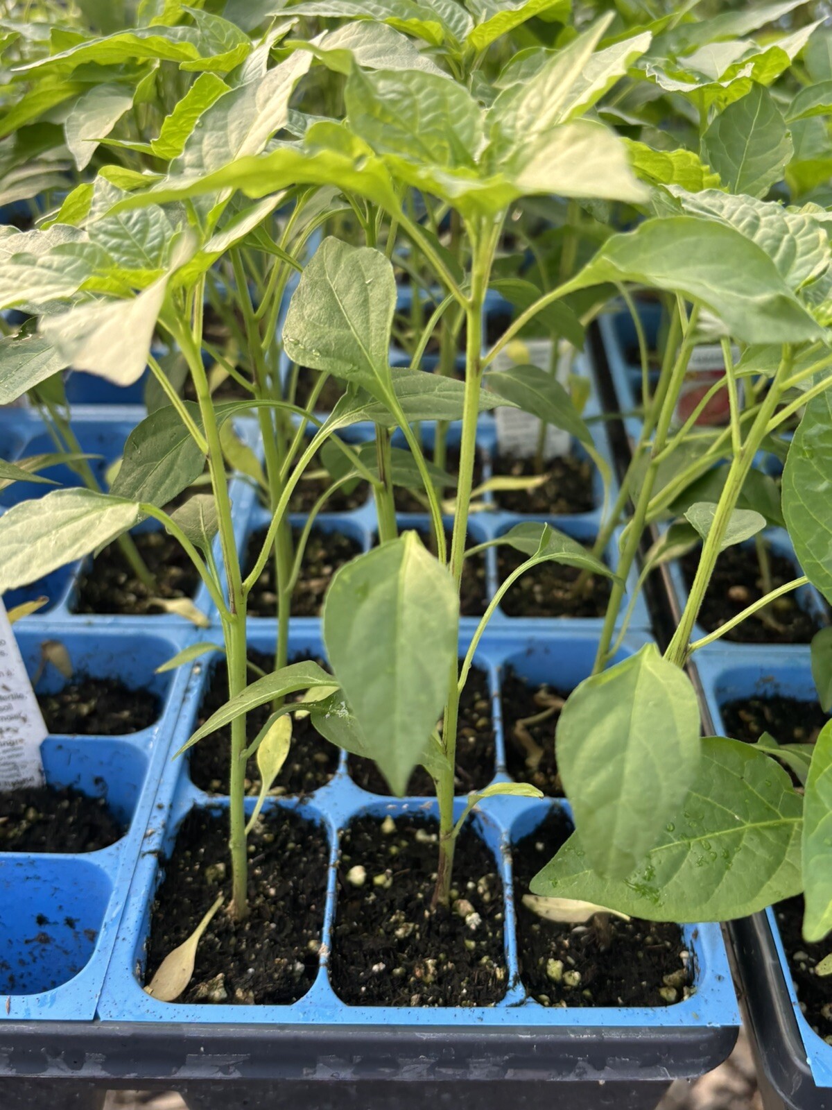 THAI RED DRAGON CHILI LOT OF 3 Super Hot Pepper LIVE PLANTS 75 Days Old