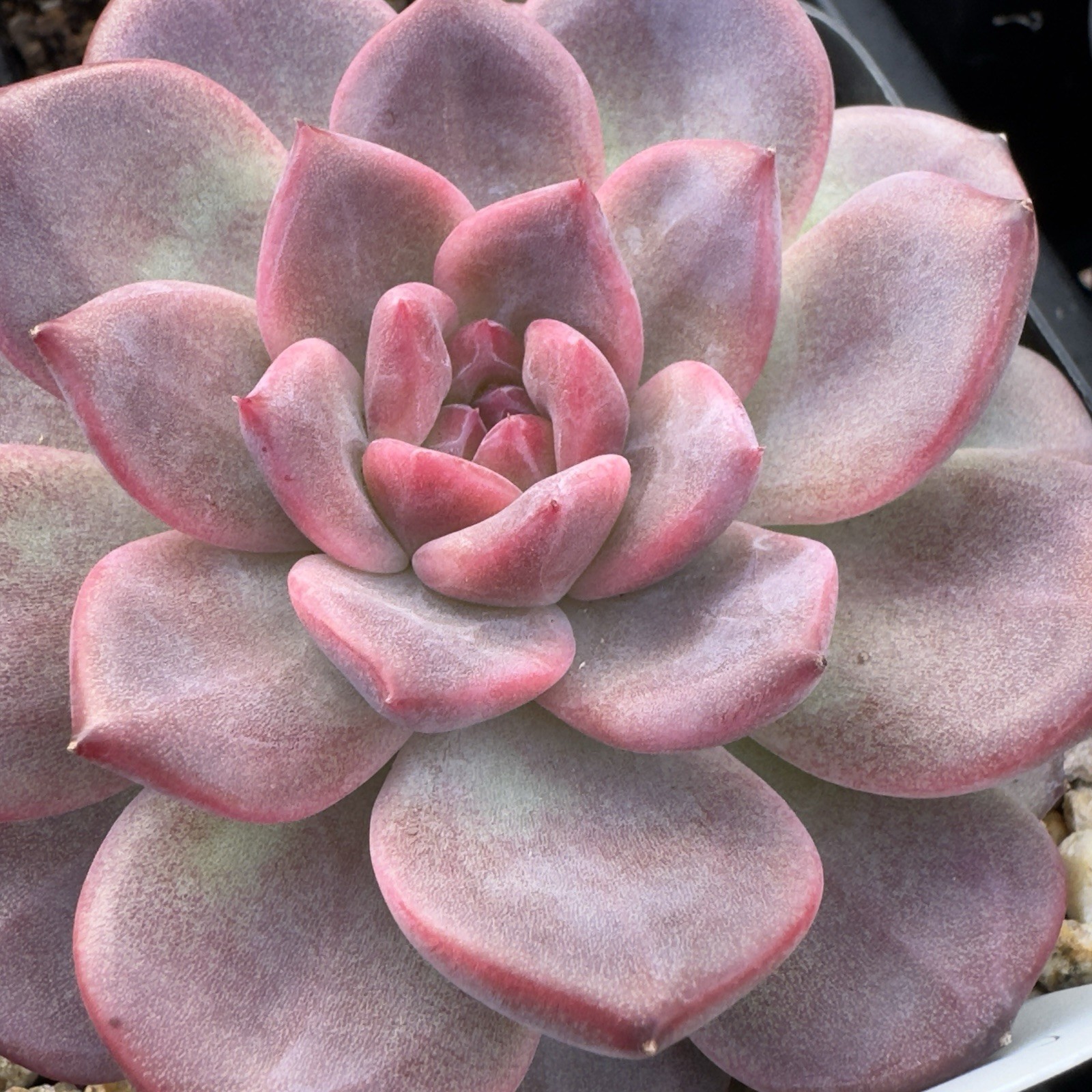 Echeveria Rare Hobak (Pumpkin) Live Succulent Plant Fully Rooted