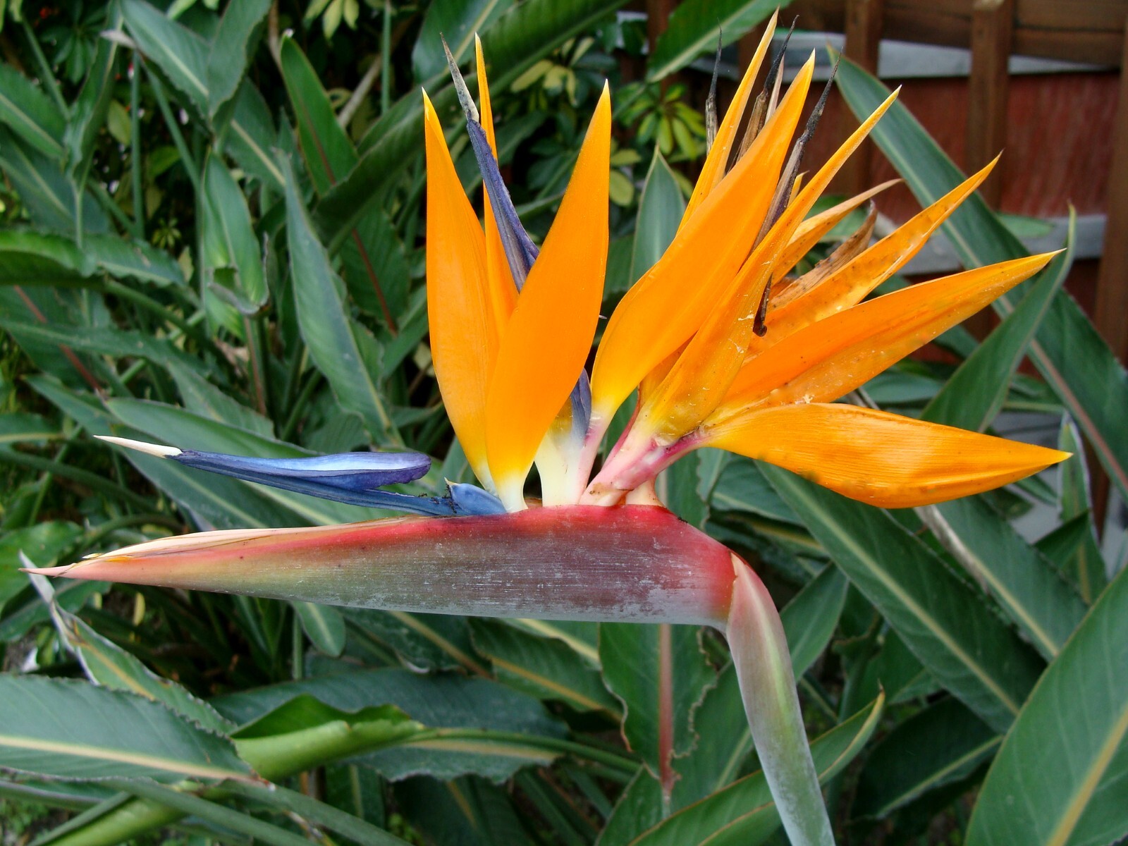 ORANGE Bird of Paradise~Strelitzia Reginae~ROOTED PLANT`10-12 inches tall