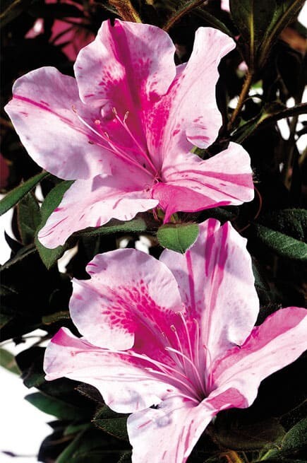 Autumn Twist Azalea live plant 12-18″ in height in a #3 container