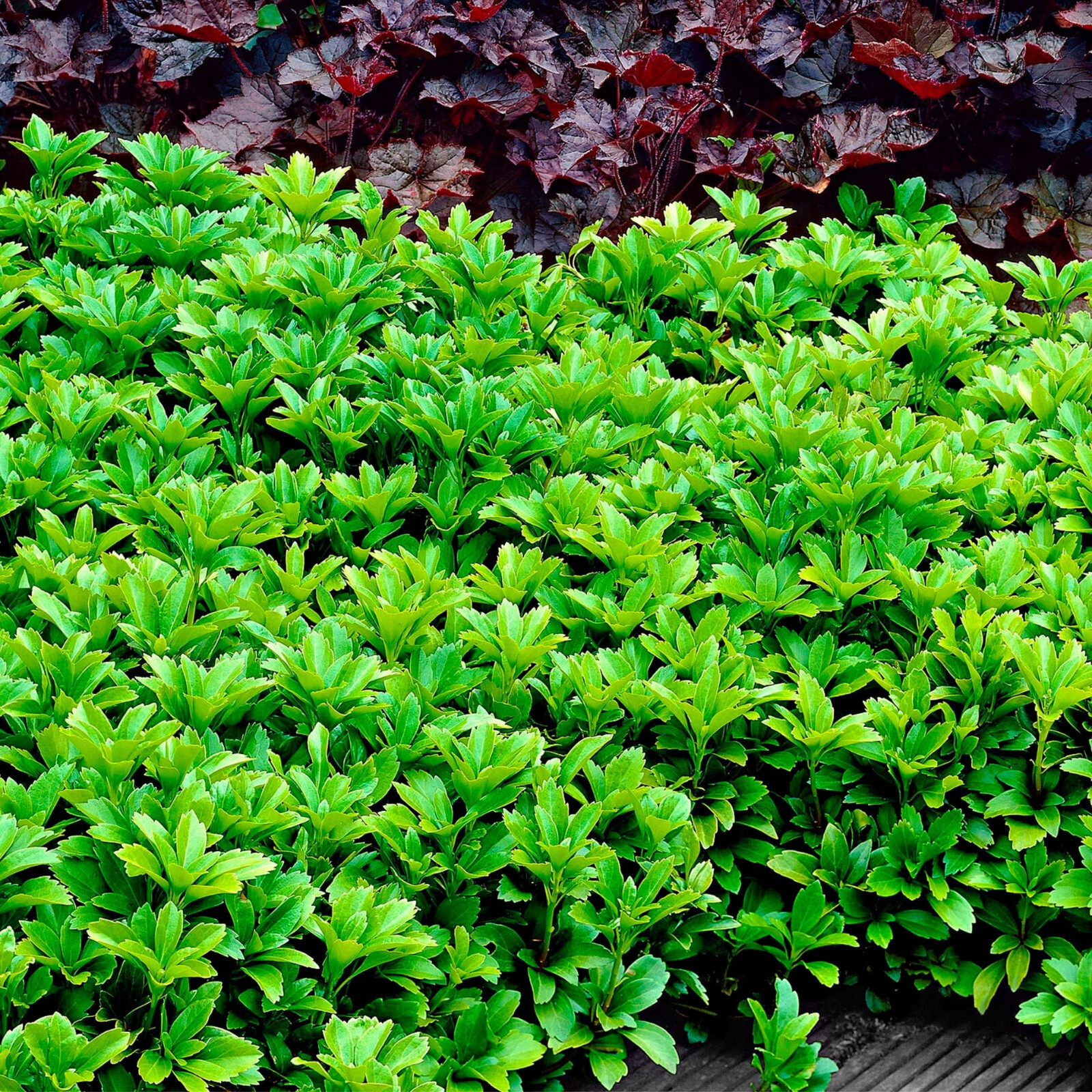 Pachysandra Green Sheen 15 Plants in 2.5-inch Pots