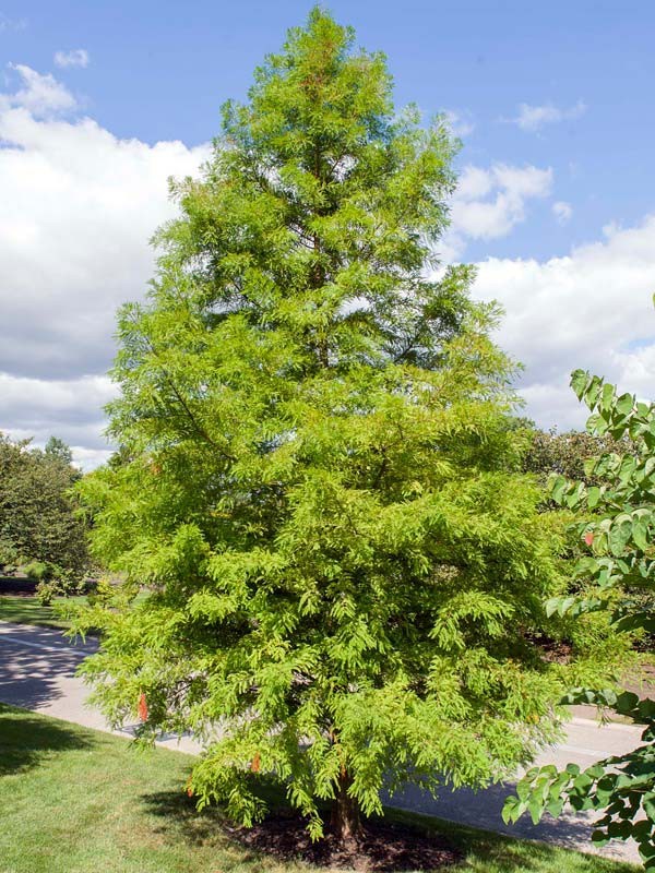 1 Bald Cypress Tree 12-24″ Tall Taxodium distichum Bare Root