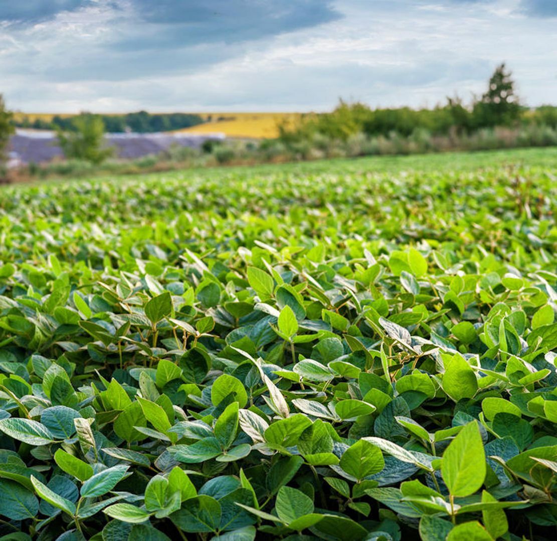 500 Black Laredo Forage Soybean Seeds E202, Non GMO For Wildlife Nitrogen Fixer