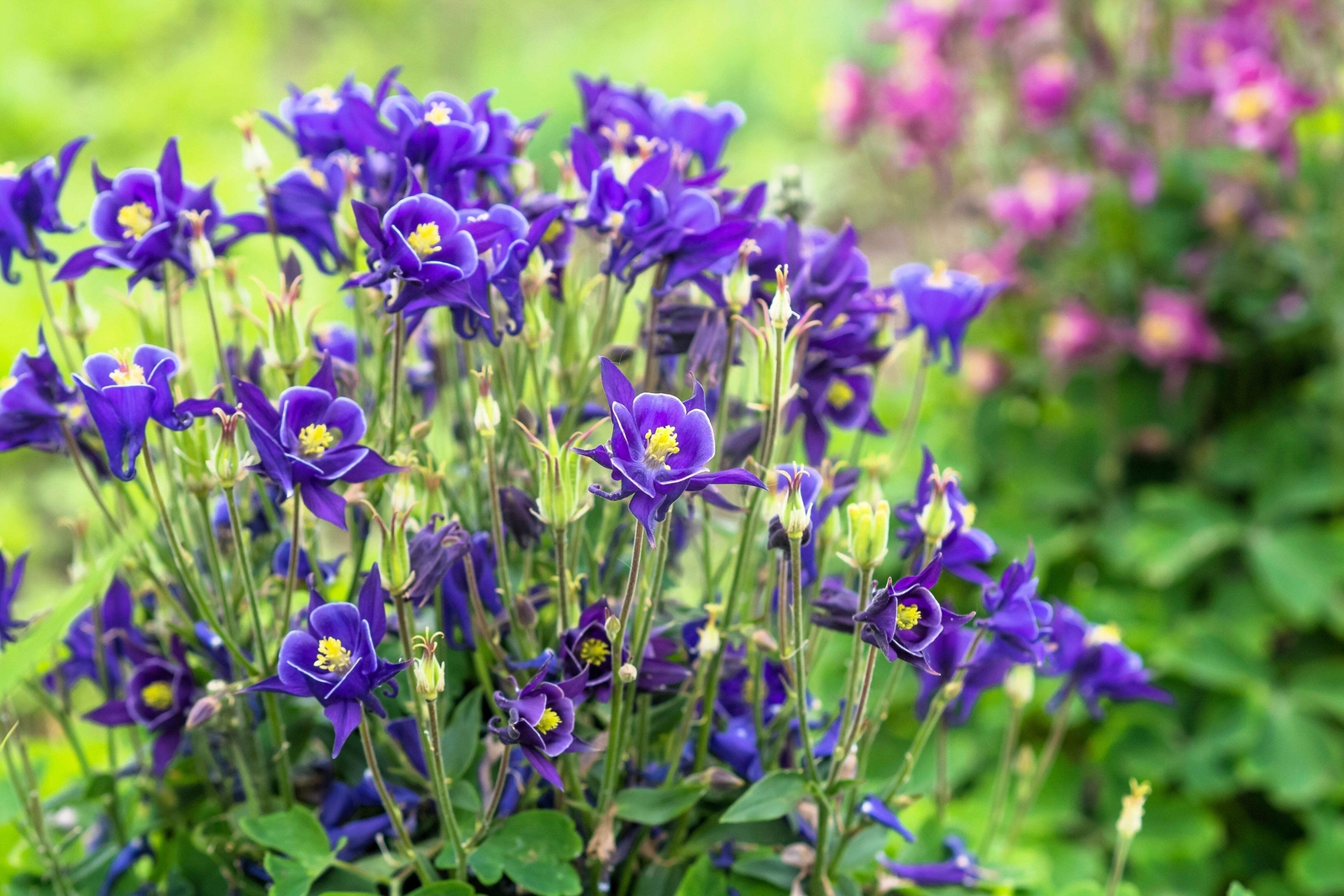 100 PURPLE COLUMBINE Aquilegia Vulgaris Flower Seeds