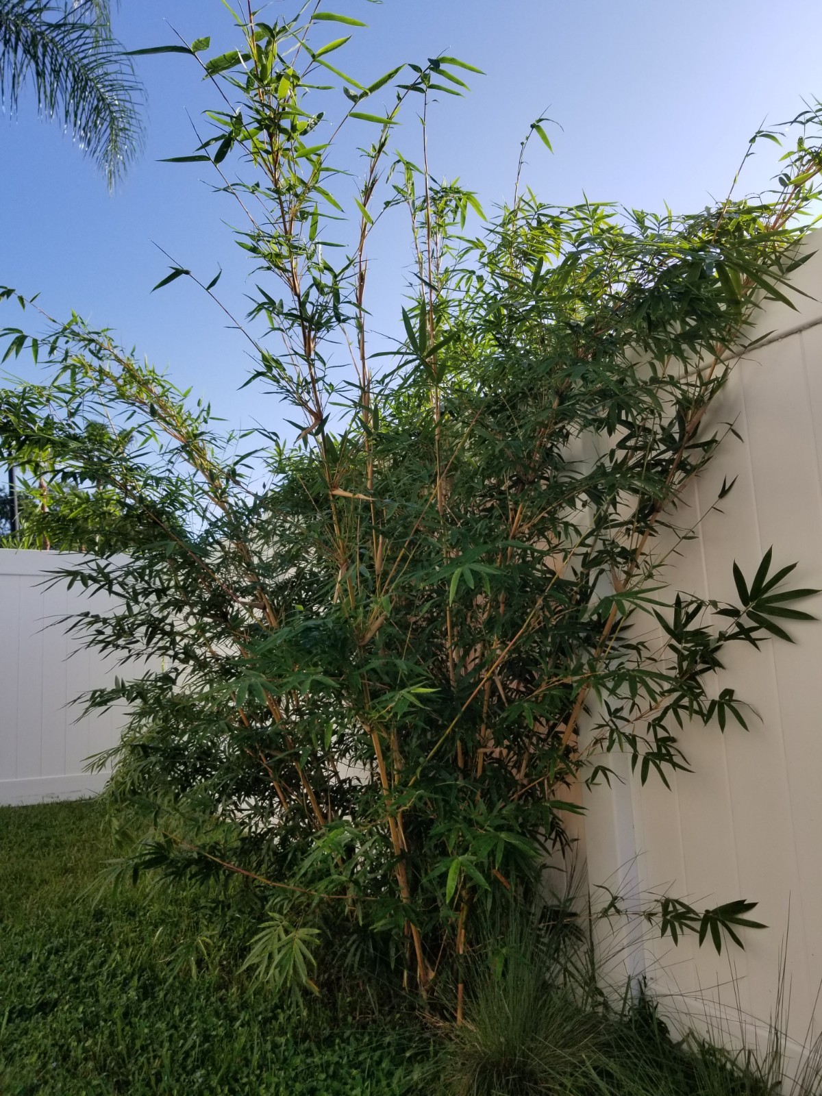 Bamboo Clumping “Golden Hedge” Bambusa Alphonse Karr Privacy Screen 1 Division