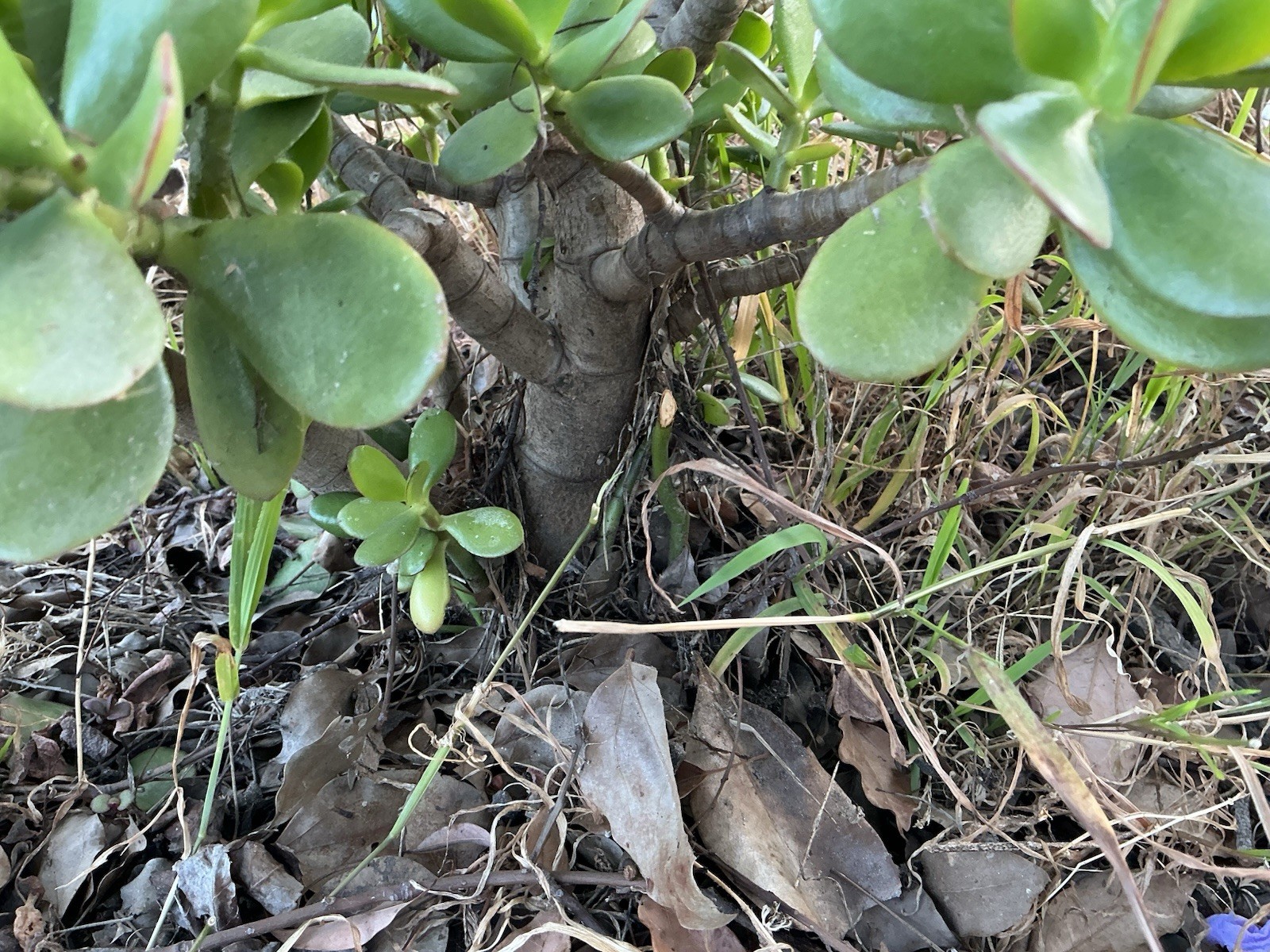 Healthy lush green Crassula Ovata Jade Plant cluster, Rooted 18” tall with roots