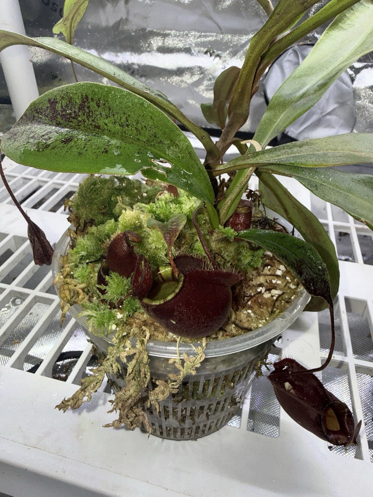 nepenthes ampullaria Unknown Hybrid Large