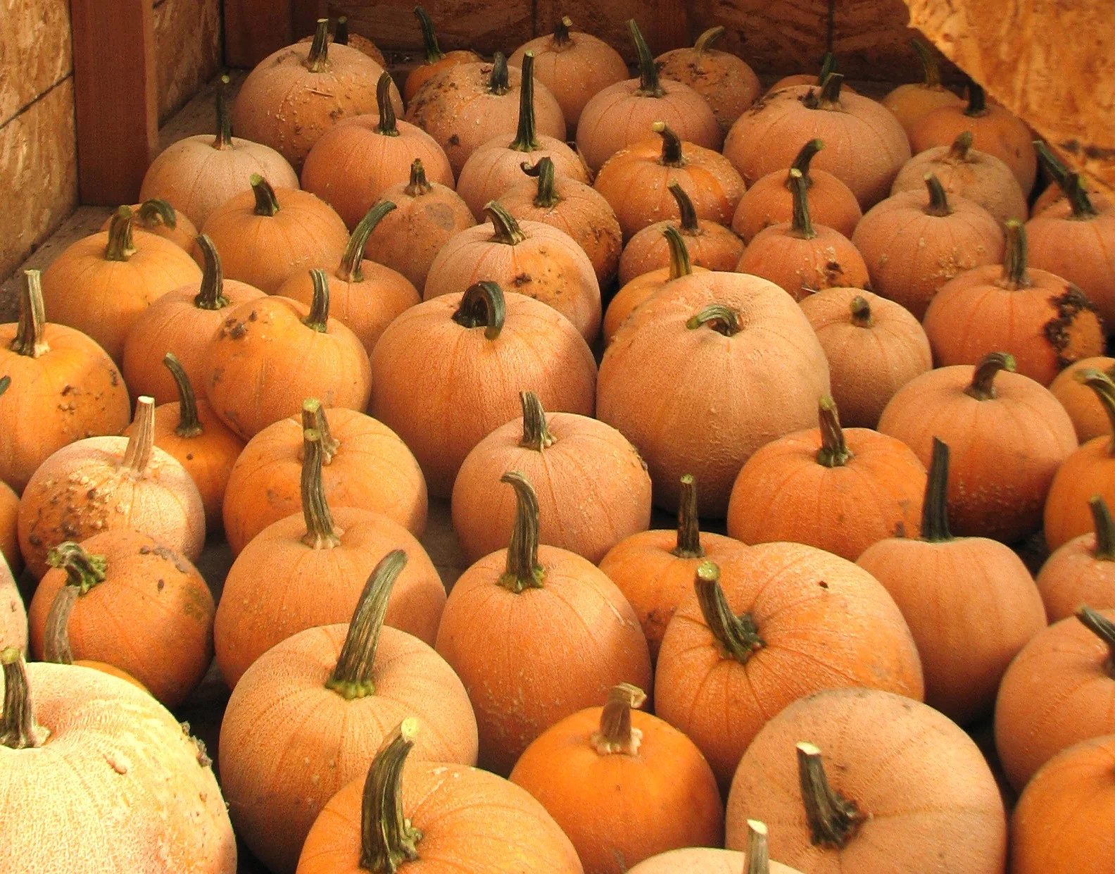Winter Luxury Pie Pumpkin Seeds | Sweet Sugar Pumpkins Gourmet Farm Seed 2025