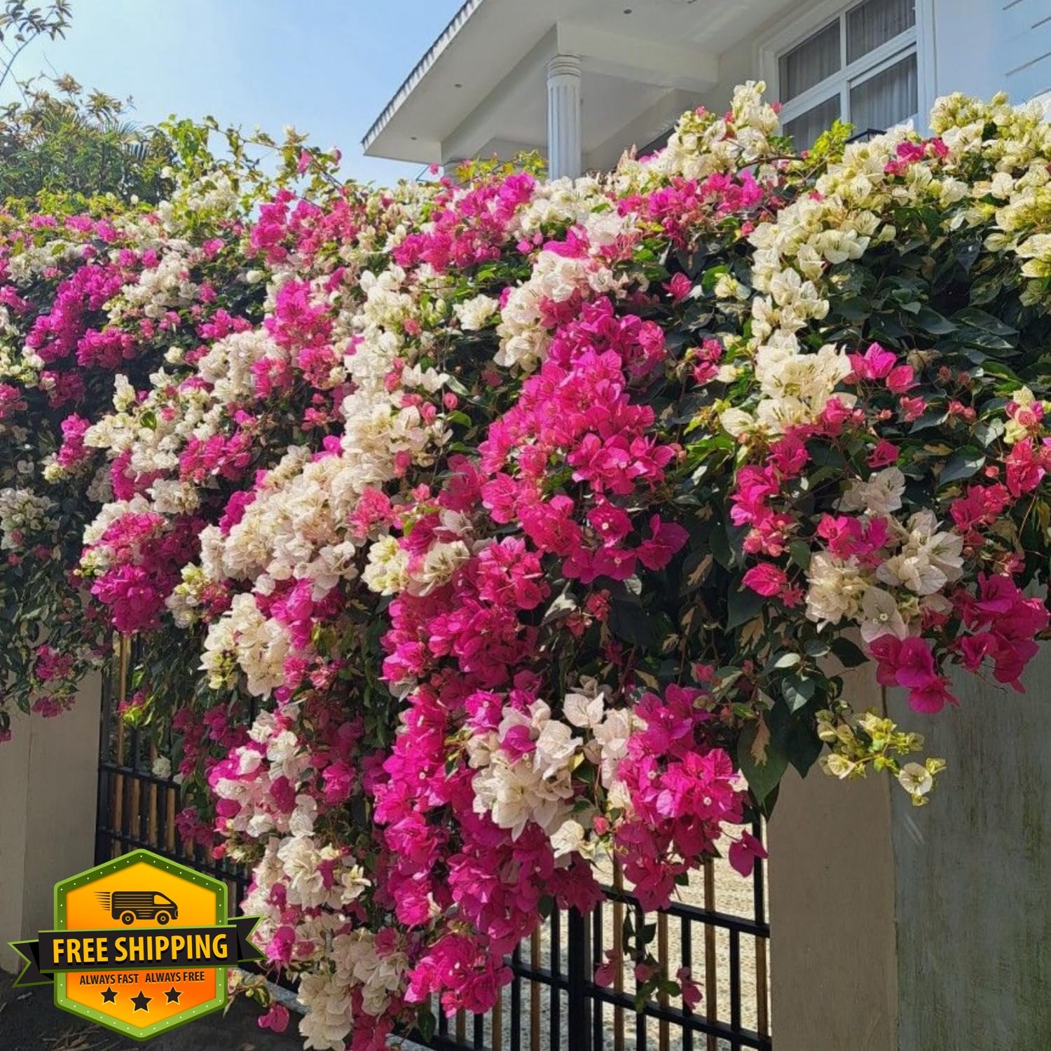 Wivolibe Bougainvillea Seeds 300+ Exotic
