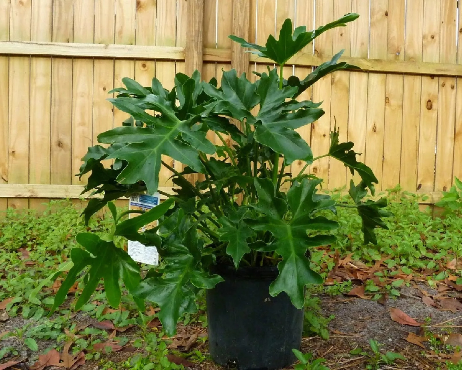 Split Leaf Philodendron {Philodendron selloum} 10 SEEDS USA POST
