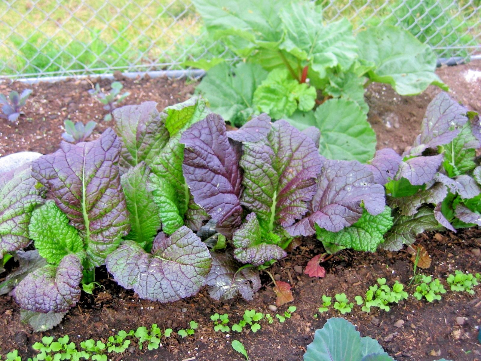 600+RED GIANT MUSTARD Seeds Organic Heirloom Greens Container Vegetable Garden