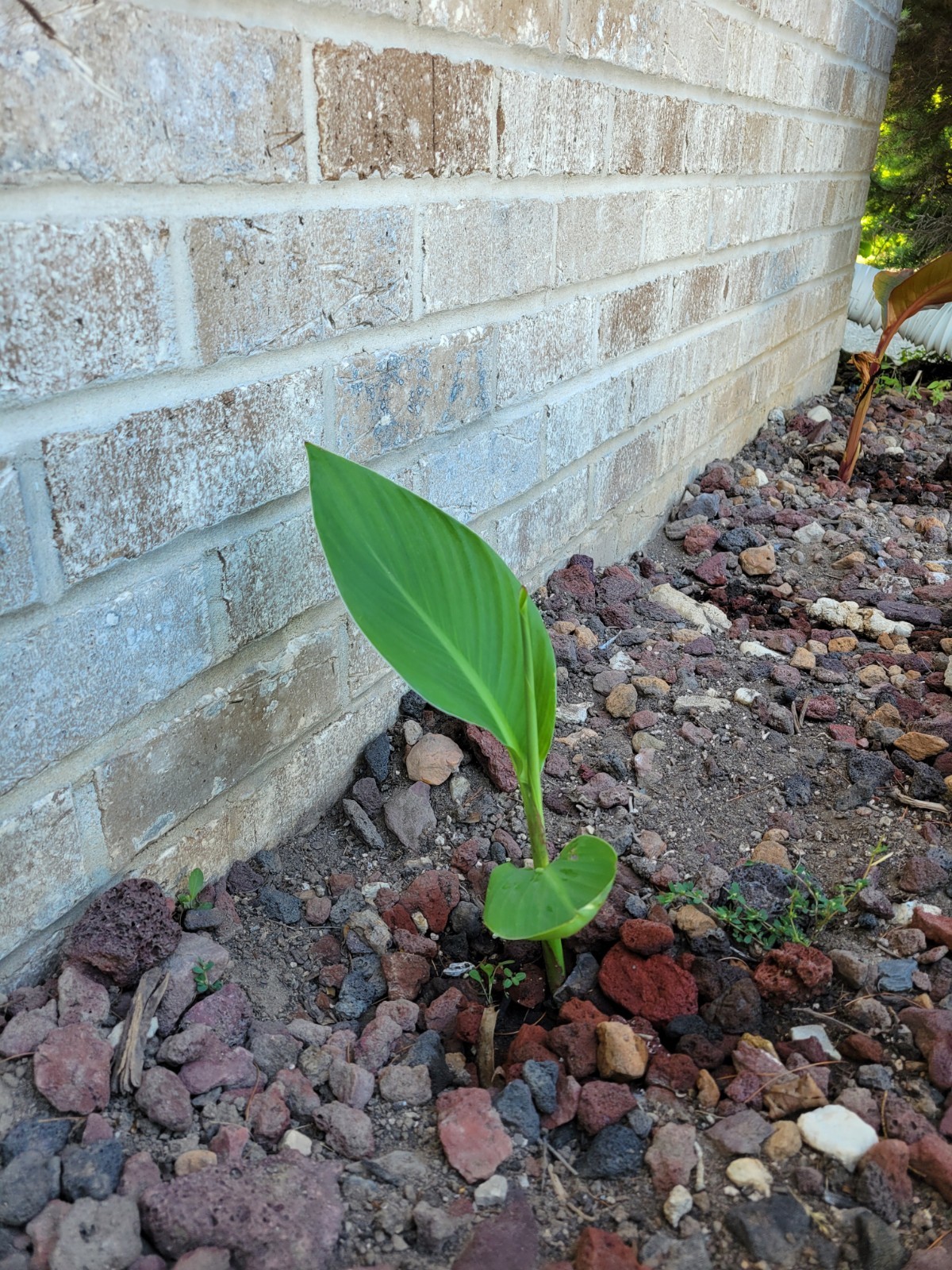 3 Canna Bulbs Annual Red Bloom Full Sun Green Leaf Plants Tall Lily Rhizomes