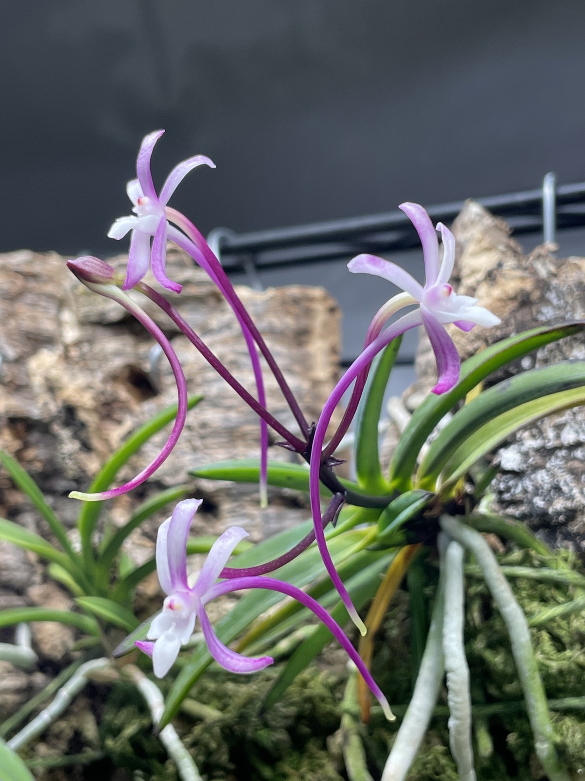 Vanda falcata Raizan | pink flowers | SapphireChild Orchids (Bare Root Division)