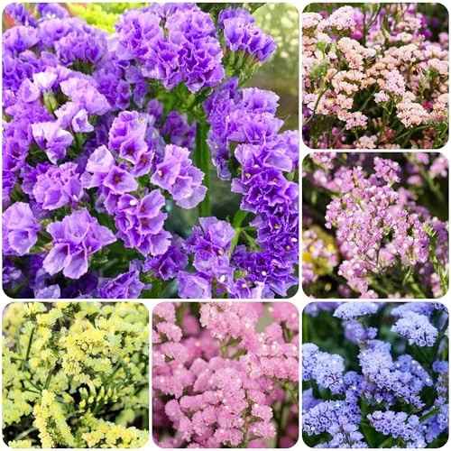 100+ Seed Statice Pastel Mix for for Planting Outdoors Garden-Annual Limonium
