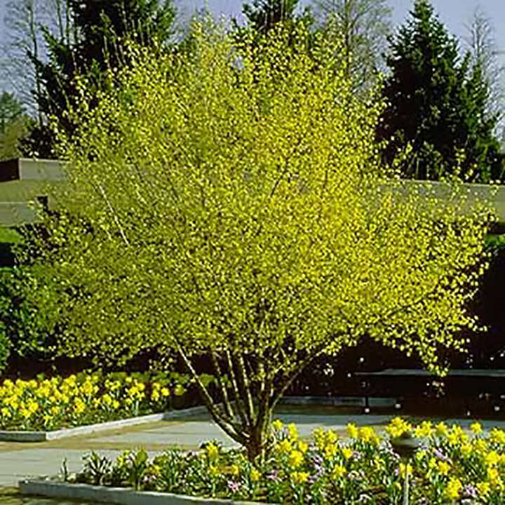 Cornelian Cherry Dogwood, Cornus mas, Tree Seeds (Edible, Hardy, Showy)