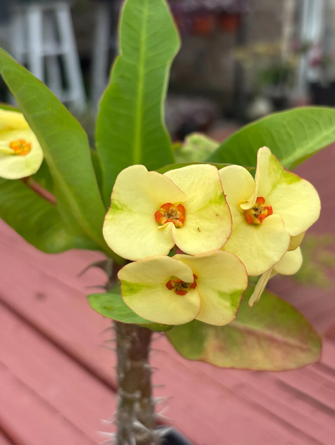 Yellow Crown of Thorns – Euphorbia milii Floral Yellow – Live Plant in 4″ Pot