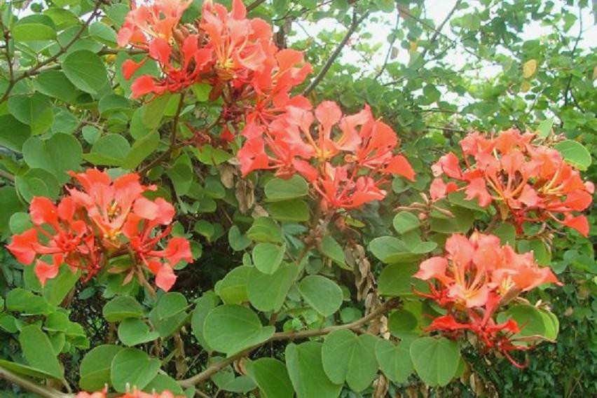 Bauhinia Galpinii rare RED ORCHID TREE exotic flower bonsai plant seed 25 seeds