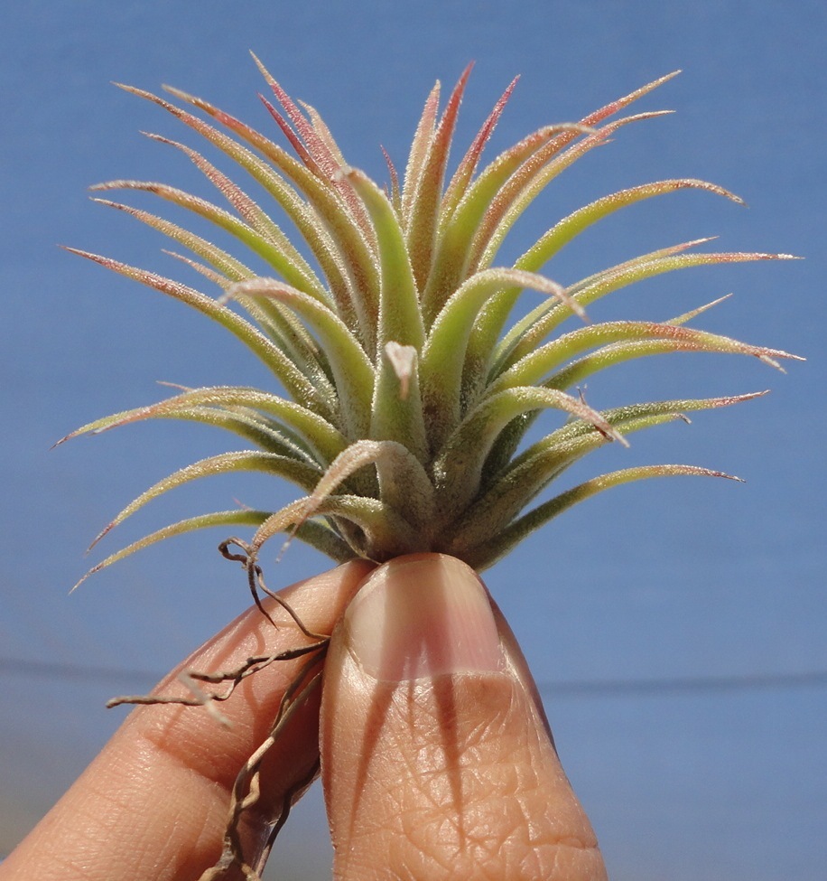 ionantha mexican tillandsia airplant measuring 2 inches tall. air plant oahu