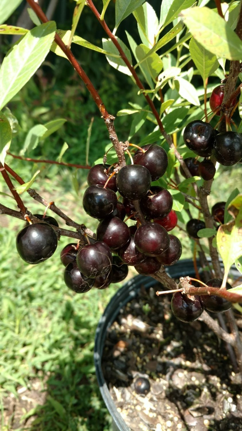1 Hansens bush cherry, rooted plant, Zones 2-8 self pollinat