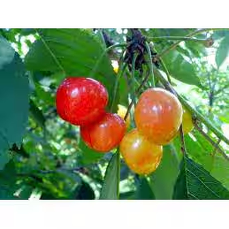 3 ft Rainier Cherry Tree with Blonde-Yellow Sweet Fruit for Garden Planting