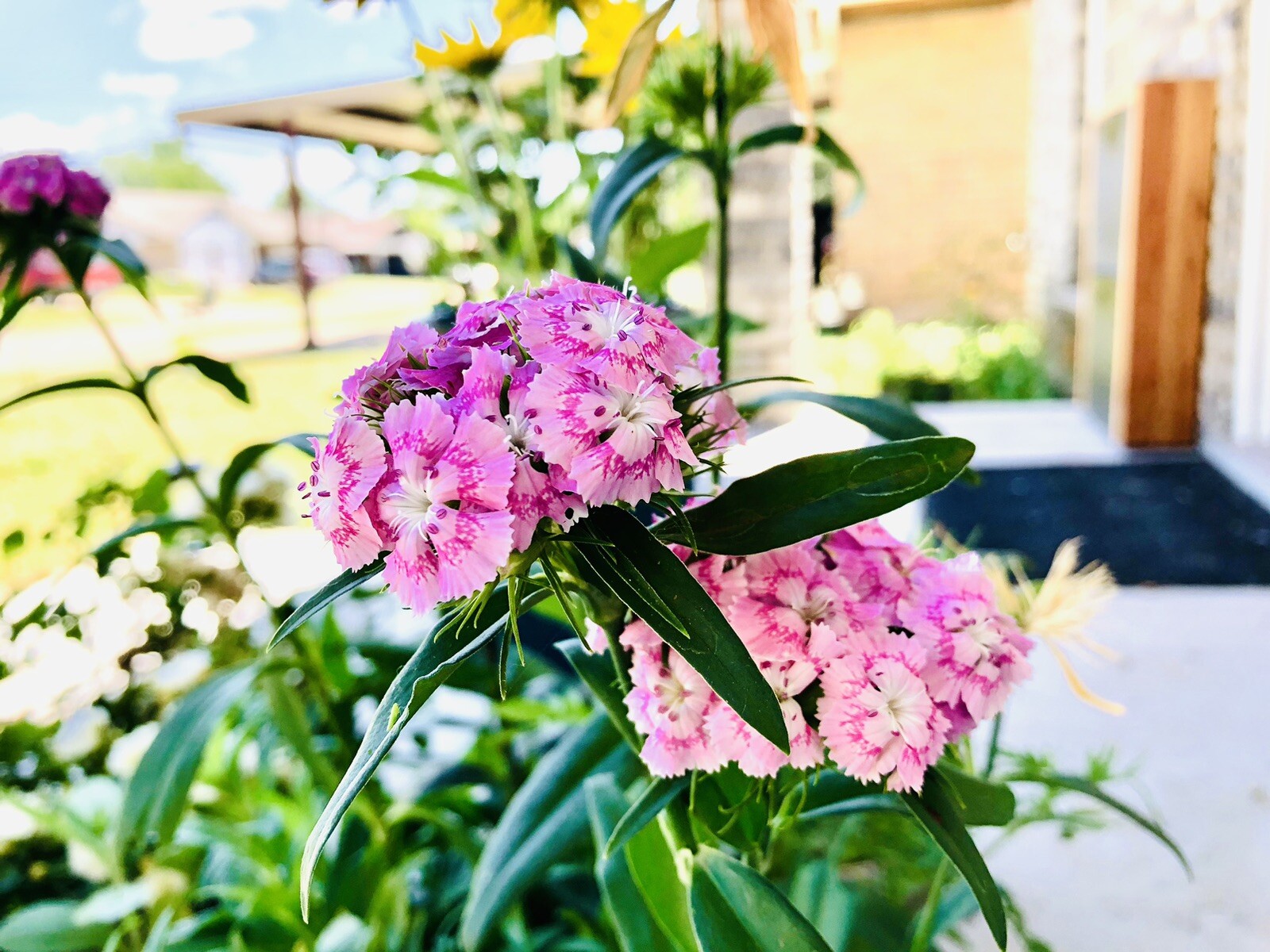 150 Pink BICOLOR SWEET WILLIAM Seeds (Dianthus barbatus) Perennial Flower
