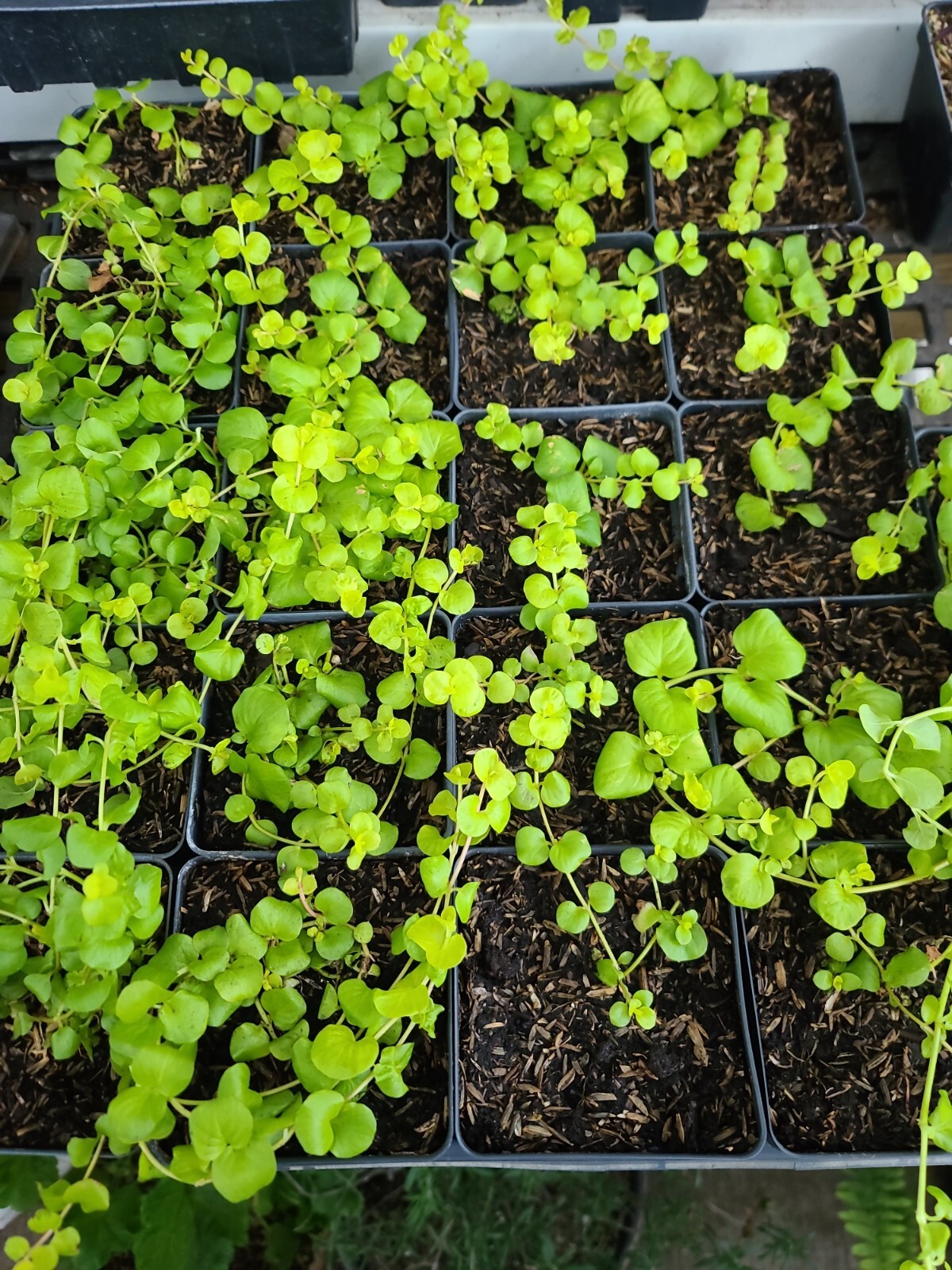 CREEPING JENNY 4 INCH POT FREE SHIPPING!