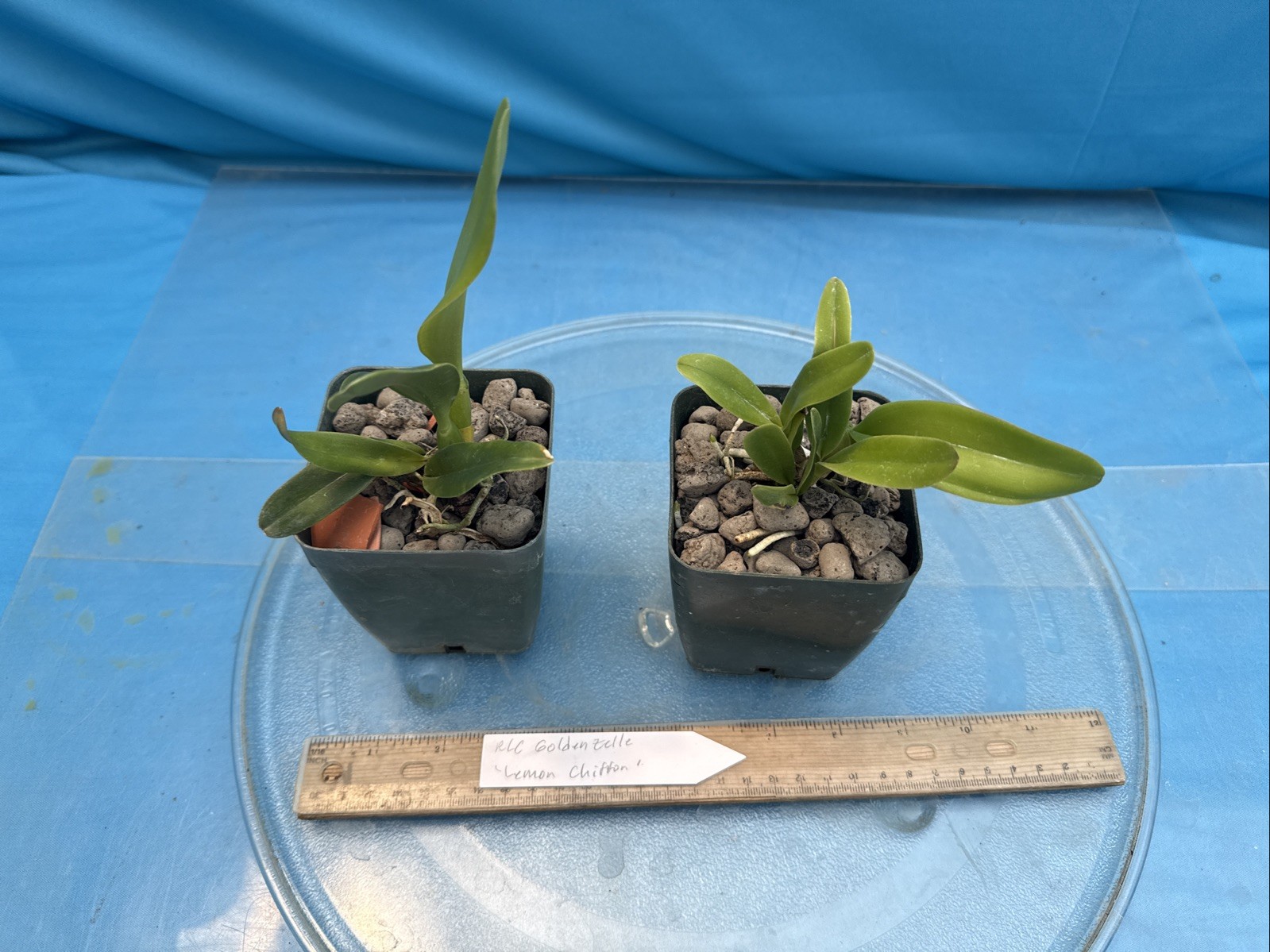 Cattleya Rlc Goldenzelle ‘Lemon Chiffon’ Fragrant Yellow Orchid Hybrid 4” RePot