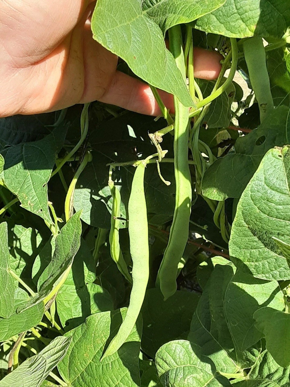 20+ Romano Pole Bean Seeds Italian Roma II Brown / White Flat Yard Qing Bain