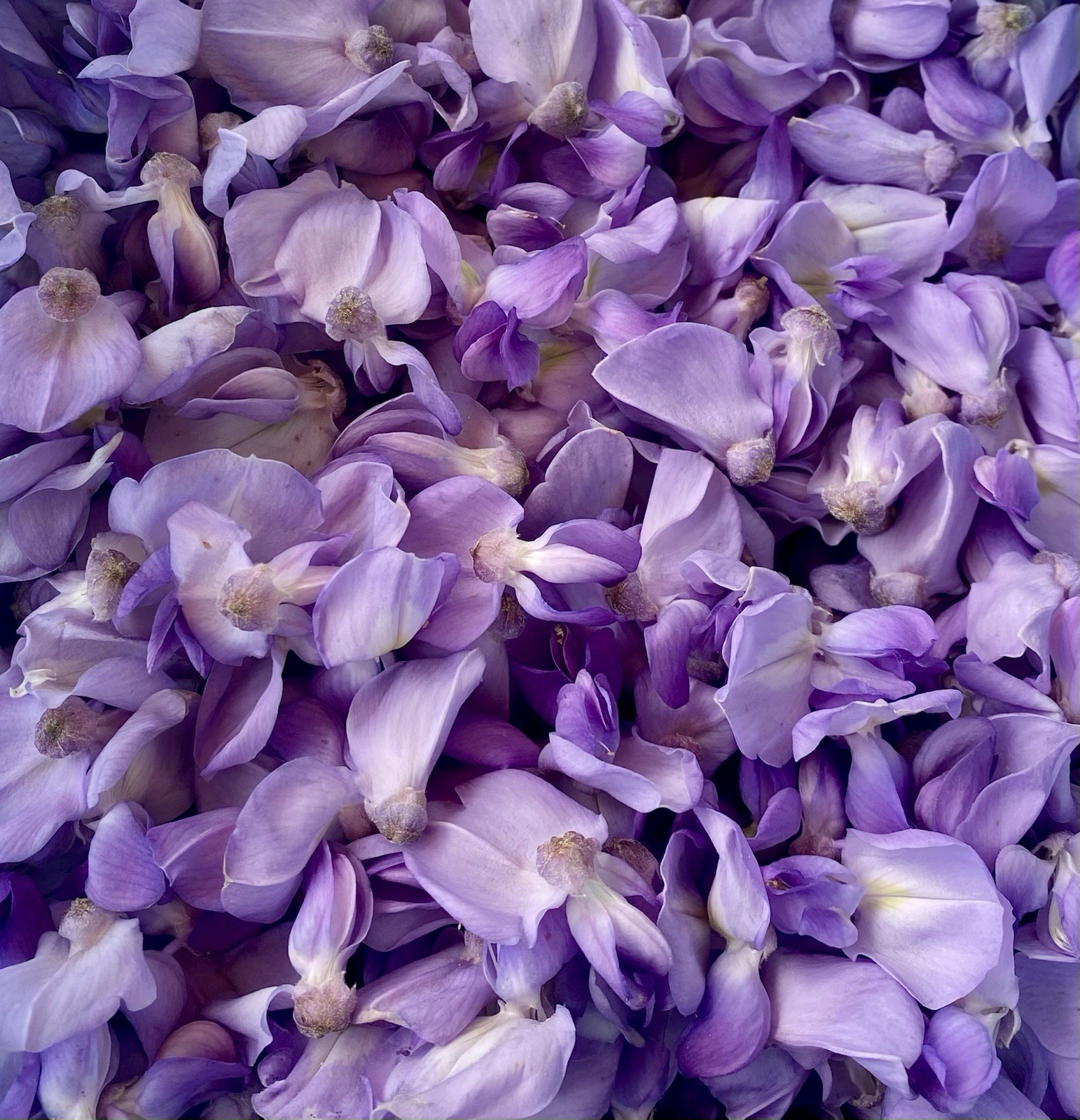 Chinese Wisteria 5 Seeds Perennial Blooming Climbing Vine Purple / Blue Flowers