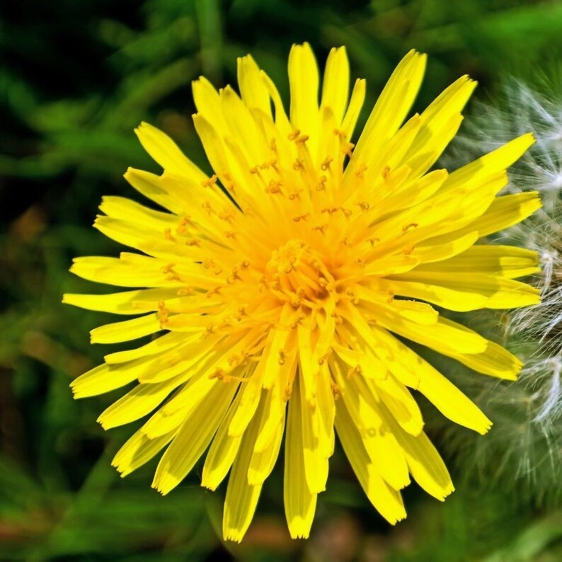 12,000 Dandelion seeds – Taraxacum Officinale