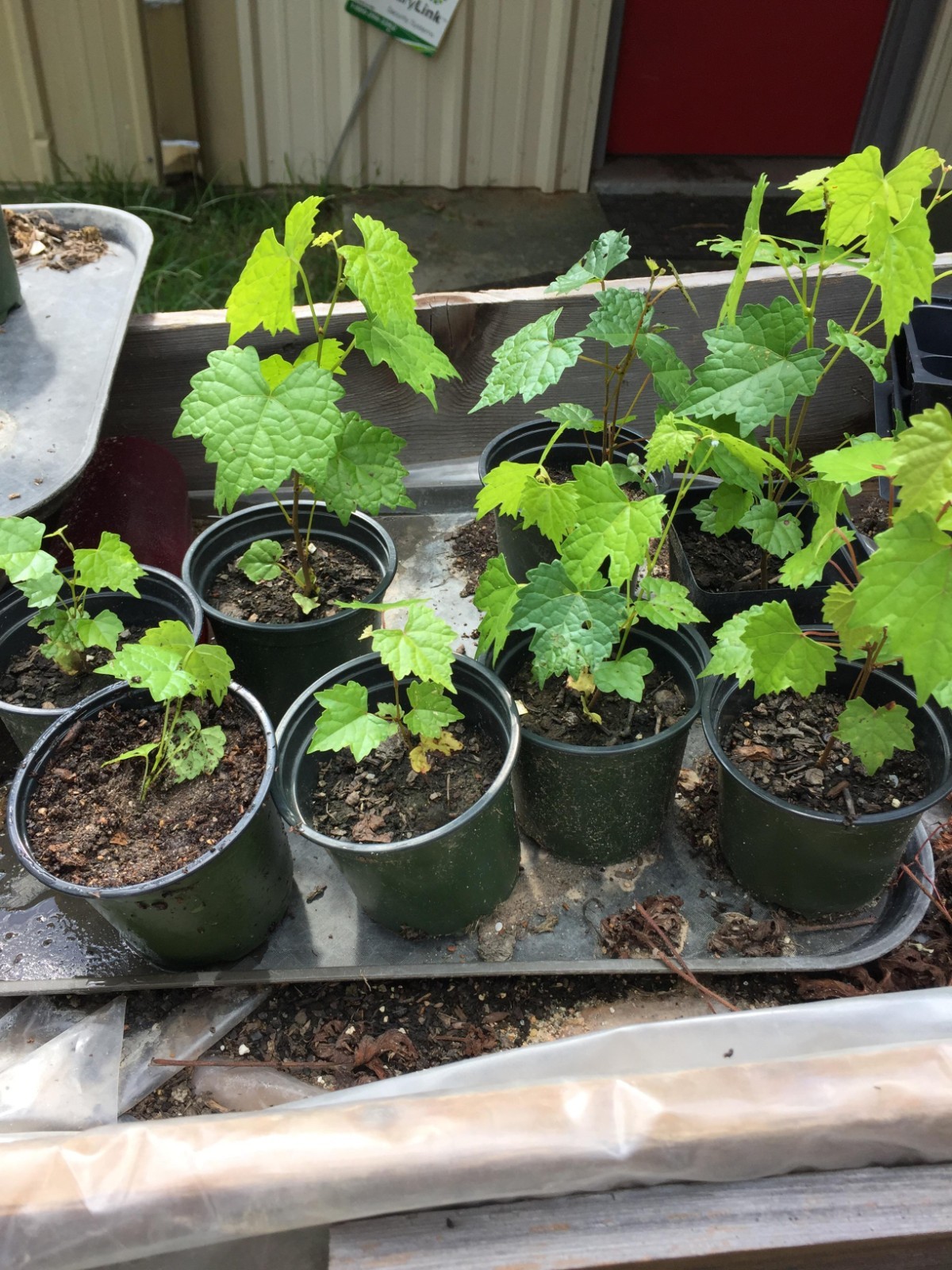 5 Muscadine Grape Plants Rooted In Pots
