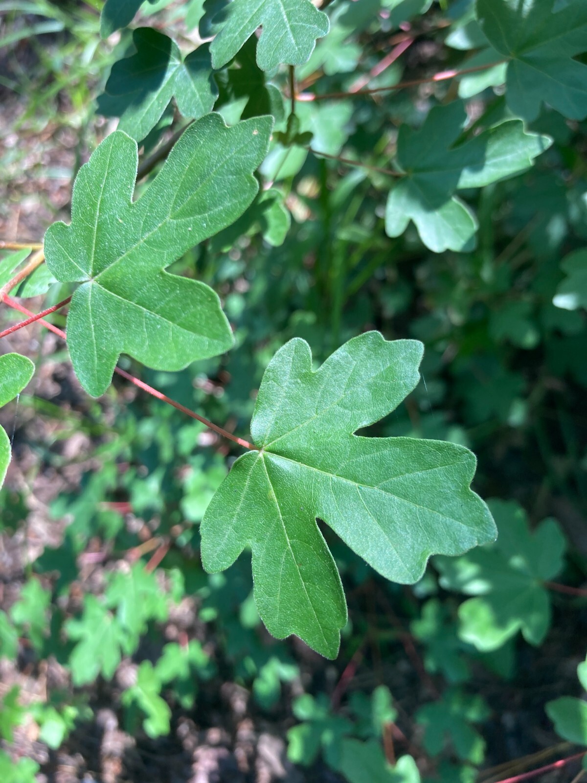 Field Maple Tree | Premium Seeds | Acer campestre ‘Summer’ | Plants’®
