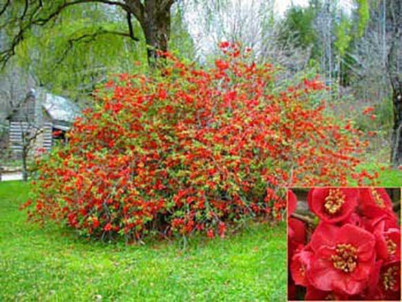Japanese Flowering Quince, Chaenomeles japonica, Tree Seeds (Hardy, Edible, Easy