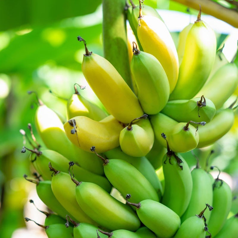 1 Gran Nain Banana Tree Starter Plug Live Plant
