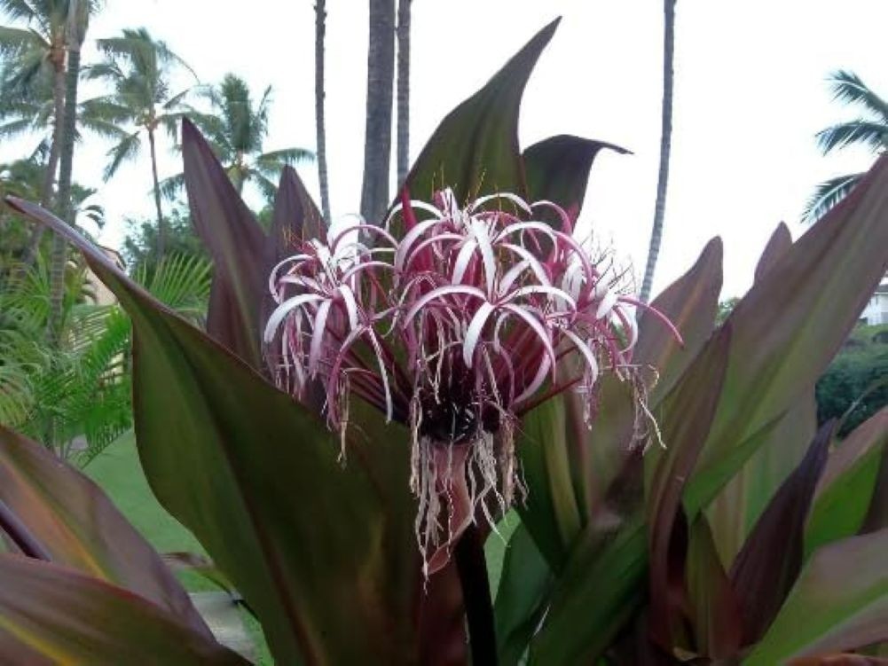 Giant Purple Lilly Spider Crinum Asiaticum Live Indoor Outdoor Starter Plant
