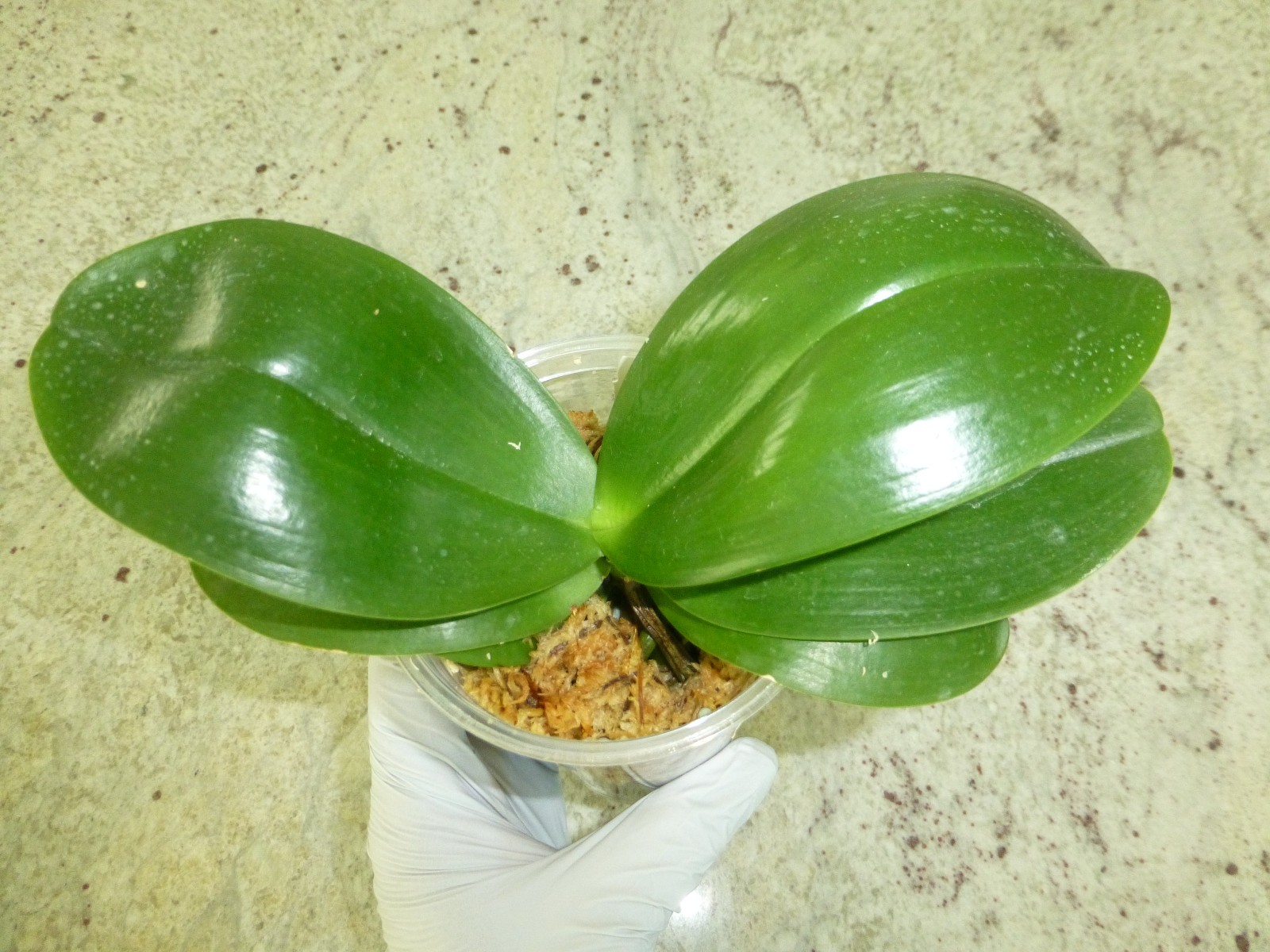 Orchid Phalaenopsis Phal. Mituo Sunrise “Snow Red” x Mituo Blue Cat In 3″ Pot