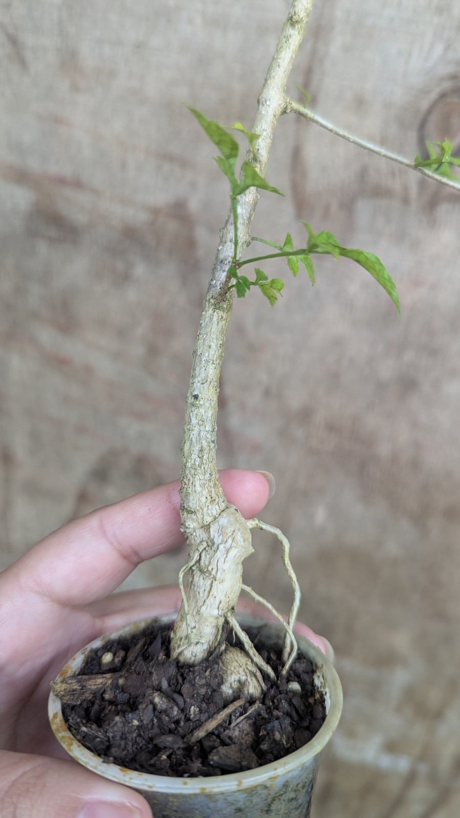Parmentiera cereifera~Árbol de Vela~Candle Tree~Live Plant~ 10″ to 12″ inches