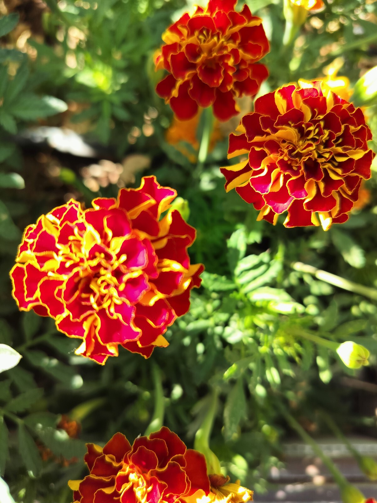 100+ seeds of French Marigold Mix Dwarf Sparky , 2024 harvested Non-GMO