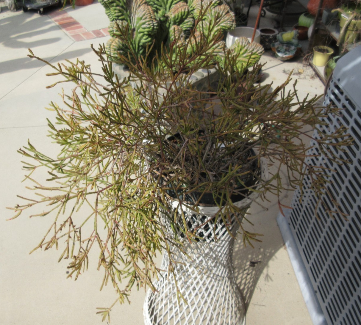 Rhipsalis Ewaldiana Jumbo rooted plant #6 30+ years old 26″ wide 15″ tall