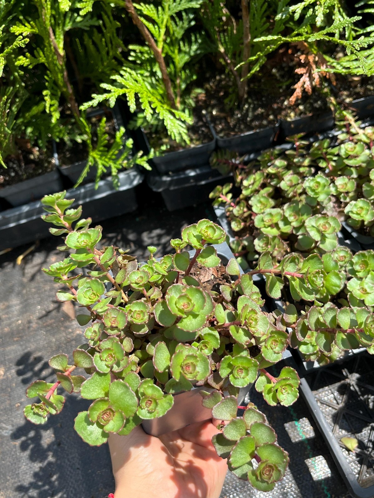 Sedum Spurium ‘Fuldaglut’ (Caucasian Stonecrop) Pot
