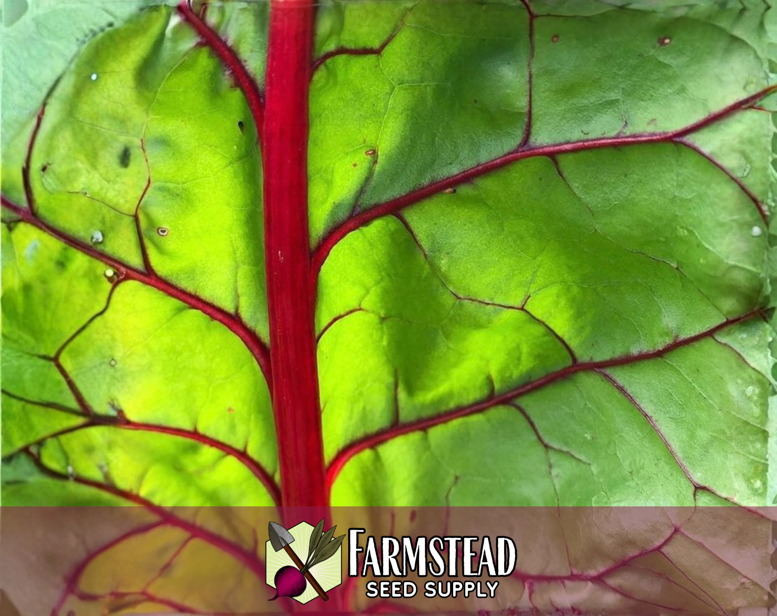 400+ Swiss Chard Seeds [Rhubarb] Vegetable Gardening Heirloom, Non-GMO, USA